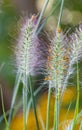 Chinese Fountain grass Pennisetum alopecuroides, flower spikes inclose-up Royalty Free Stock Photo